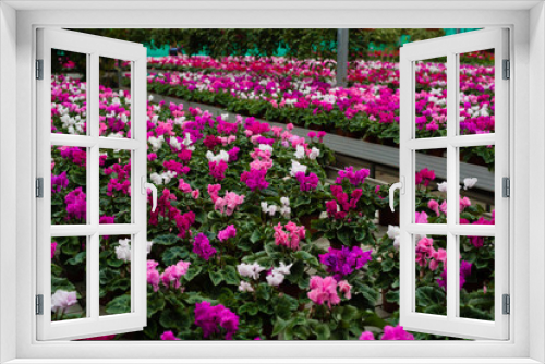 Fototapeta Naklejka Na Ścianę Okno 3D - Flower plantation in greenhouse cultivation and sale of indoor flowers with cyclamen