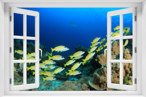 Fototapeta Naklejka Na Ścianę Okno 3D - Underwater fish school on ocean coral reef