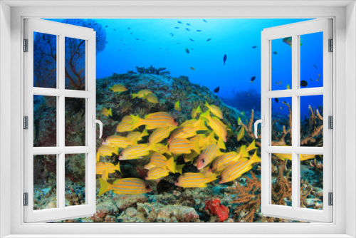 Fototapeta Naklejka Na Ścianę Okno 3D - Underwater fish school on ocean coral reef