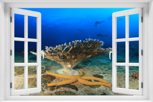 Fototapeta Naklejka Na Ścianę Okno 3D - Scuba diving. Divers swim over underwater ocean coral reef