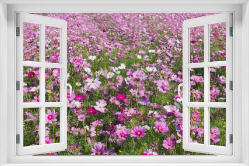 Fototapeta Naklejka Na Ścianę Okno 3D - nature background of beautiful pink cosmos flower field