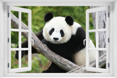 Fototapeta Naklejka Na Ścianę Okno 3D - Panda Géant 