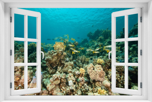 Fototapeta Naklejka Na Ścianę Okno 3D - coral and fish around Sha'ab Mahmud