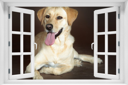 Fototapeta Naklejka Na Ścianę Okno 3D - Happy mixed dog
