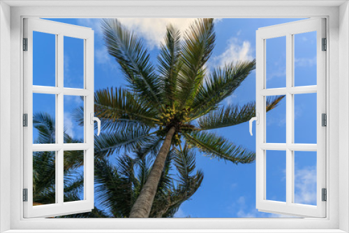 Fototapeta Naklejka Na Ścianę Okno 3D - Palm tree and sky.