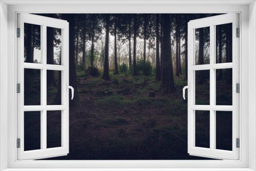 Fototapeta Naklejka Na Ścianę Okno 3D - Idless woods in cornwall england UK. Deep dark wood forest