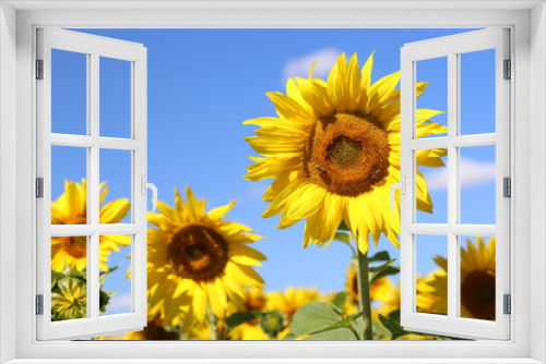 Fototapeta Naklejka Na Ścianę Okno 3D - Sonnenblume mit Bienen vor Himmel