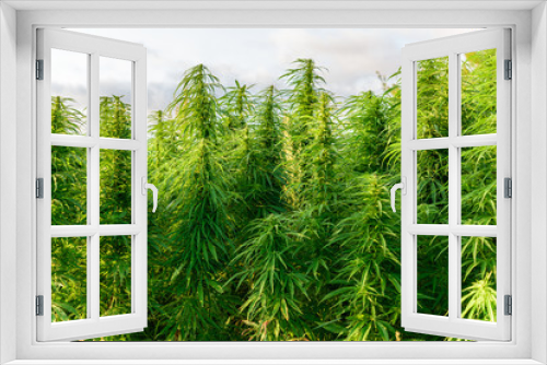 Fototapeta Naklejka Na Ścianę Okno 3D - Thickets of marijuana plant