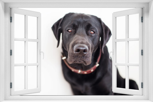Fototapeta Naklejka Na Ścianę Okno 3D - Black Labrador dog looking directly at the camera a sad look. Retriever dark color on isolated white background. Pet at home in a red collar.