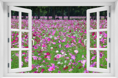 Fototapeta Naklejka Na Ścianę Okno 3D - Many Shades of Pink Blooming Cosmos in the Field, Thailand 