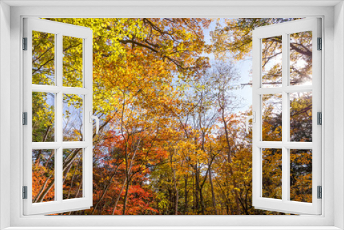 Fototapeta Naklejka Na Ścianę Okno 3D - Sun light through fall maple foliage