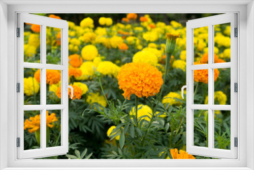 Fototapeta Naklejka Na Ścianę Okno 3D - Yellow and orange marigold flowers in garden.