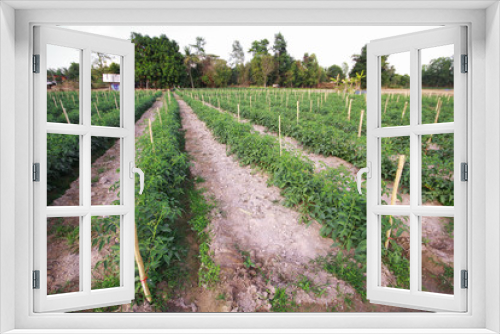 Fototapeta Naklejka Na Ścianę Okno 3D - Rows of tomato plants growing in garden