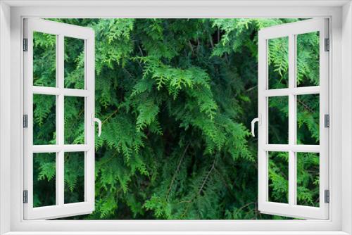 Fototapeta Naklejka Na Ścianę Okno 3D - Green trees