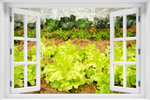 Fototapeta Naklejka Na Ścianę Okno 3D - hydrophonic vegetable