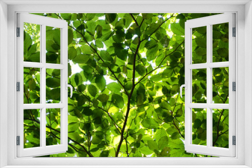Fototapeta Naklejka Na Ścianę Okno 3D - green beech tree leaves