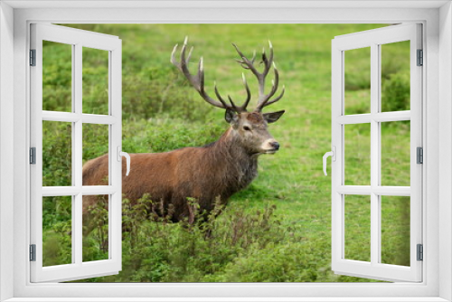 Fototapeta Naklejka Na Ścianę Okno 3D - Red deer rutting season