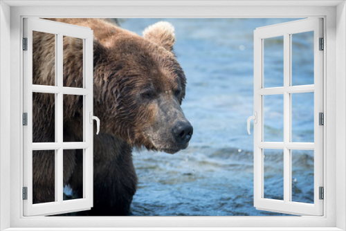 Fototapeta Naklejka Na Ścianę Okno 3D - Large alaskan brown bear in water