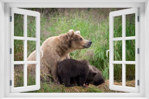 Fototapeta Naklejka Na Ścianę Okno 3D - Alaskan brown bear sow with cubs