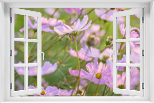 Fototapeta Naklejka Na Ścianę Okno 3D - Pink, white, purple and red cosmos flowers in the garden, soft f