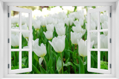 Fototapeta Naklejka Na Ścianę Okno 3D - beautiful colorful tulips flower field in garden
