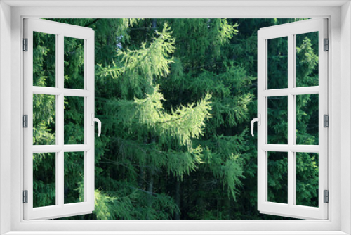 Fototapeta Naklejka Na Ścianę Okno 3D - pine branches