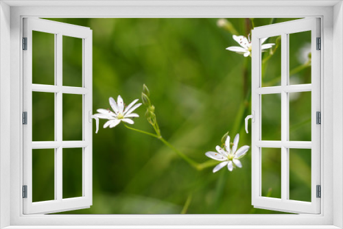 Fototapeta Naklejka Na Ścianę Okno 3D - Beautiful white flowers in natural habitat