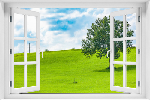 Fototapeta Naklejka Na Ścianę Okno 3D - view of a gras field and a tree in summer