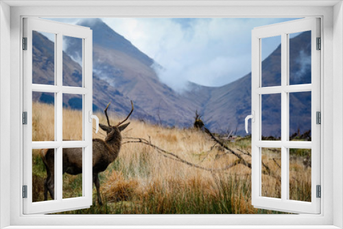 Fototapeta Naklejka Na Ścianę Okno 3D - deer in glen etive in winter