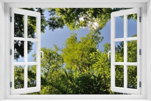 Fototapeta Naklejka Na Ścianę Okno 3D - trees at summer