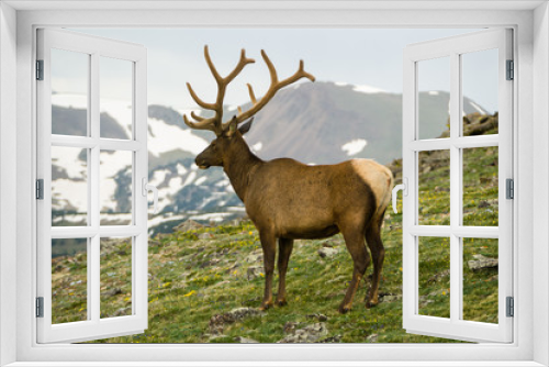 Fototapeta Naklejka Na Ścianę Okno 3D - Elk in Rocky Mountains National Park