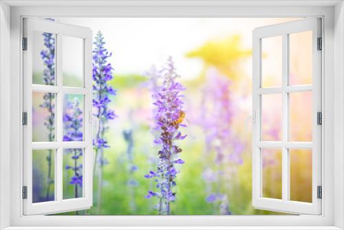 Fototapeta Naklejka Na Ścianę Okno 3D - Beautiful lavender flower in the garden with colorful sunlight.