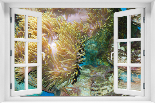 Fototapeta Naklejka Na Ścianę Okno 3D - Colorful underwater flora and sea grass