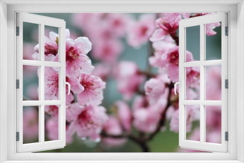 Fototapeta Naklejka Na Ścianę Okno 3D - azalea spring blossom