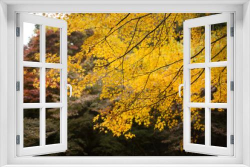 Fototapeta Naklejka Na Ścianę Okno 3D - fall leaves in kyoto