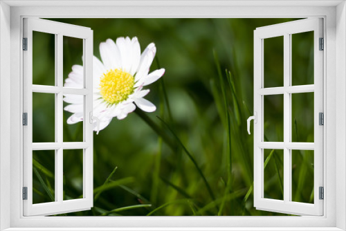 Fototapeta Naklejka Na Ścianę Okno 3D - daisy flower