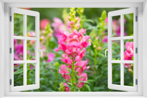 Fototapeta Naklejka Na Ścianę Okno 3D - The background image of the colorful flowers