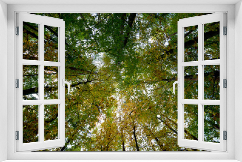 Fototapeta Naklejka Na Ścianę Okno 3D - forêt automne