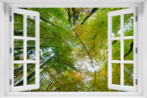 Fototapeta Naklejka Na Ścianę Okno 3D - forêt automne