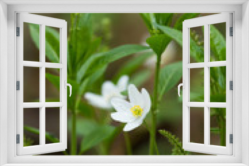 Fototapeta Naklejka Na Ścianę Okno 3D - Beautiful white hepaticas on a natural background in spring