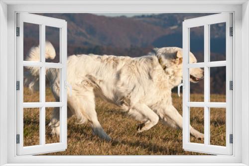 Fototapeta Naklejka Na Ścianę Okno 3D - Nice white dog running on meadow