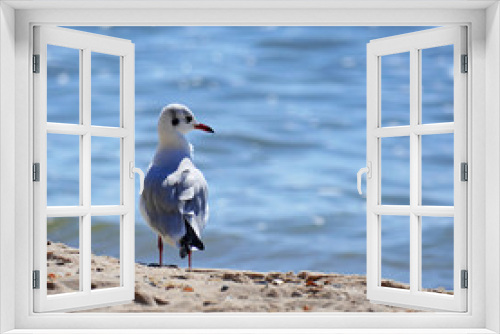 Fototapeta Naklejka Na Ścianę Okno 3D - Seagull standing on the sand on sea background.