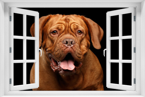 Fototapeta Naklejka Na Ścianę Okno 3D - Close-up Portrait dog of breed Dogue de Bordeaux with opened mouth and surprised look isolated on black background, front view