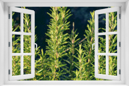 Fototapeta Naklejka Na Ścianę Okno 3D - Fresh rosemary plants in a herb garden.