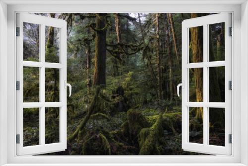Fototapeta Naklejka Na Ścianę Okno 3D - Old Growth Forest near Lake Crescent, Olympic Natrional Park, WA