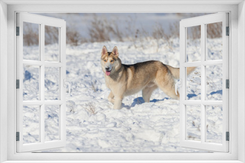 Fototapeta Naklejka Na Ścianę Okno 3D - Husky dog walk on winter snow field