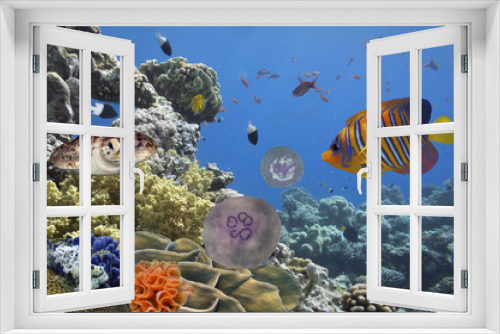 Fototapeta Naklejka Na Ścianę Okno 3D - Tropical fish and Hard corals in the Red Sea