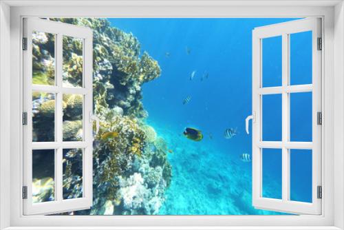 Fototapeta Naklejka Na Ścianę Okno 3D - Coral and fishs in the Red Sea