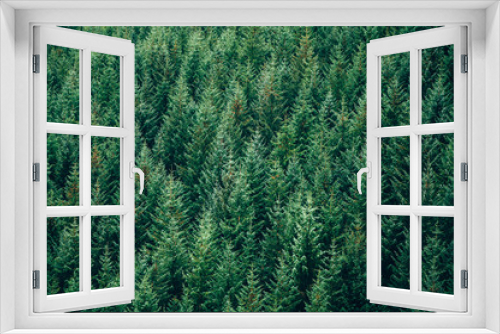 Fototapeta Naklejka Na Ścianę Okno 3D - Evergreen forest - top view.