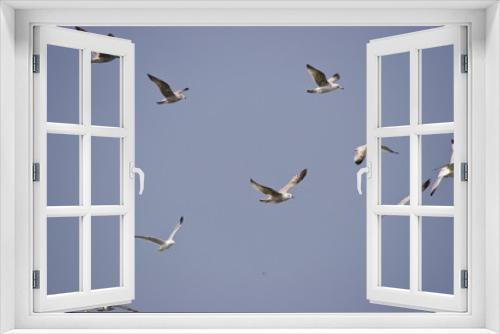 Fototapeta Naklejka Na Ścianę Okno 3D - a group of bird in the sky